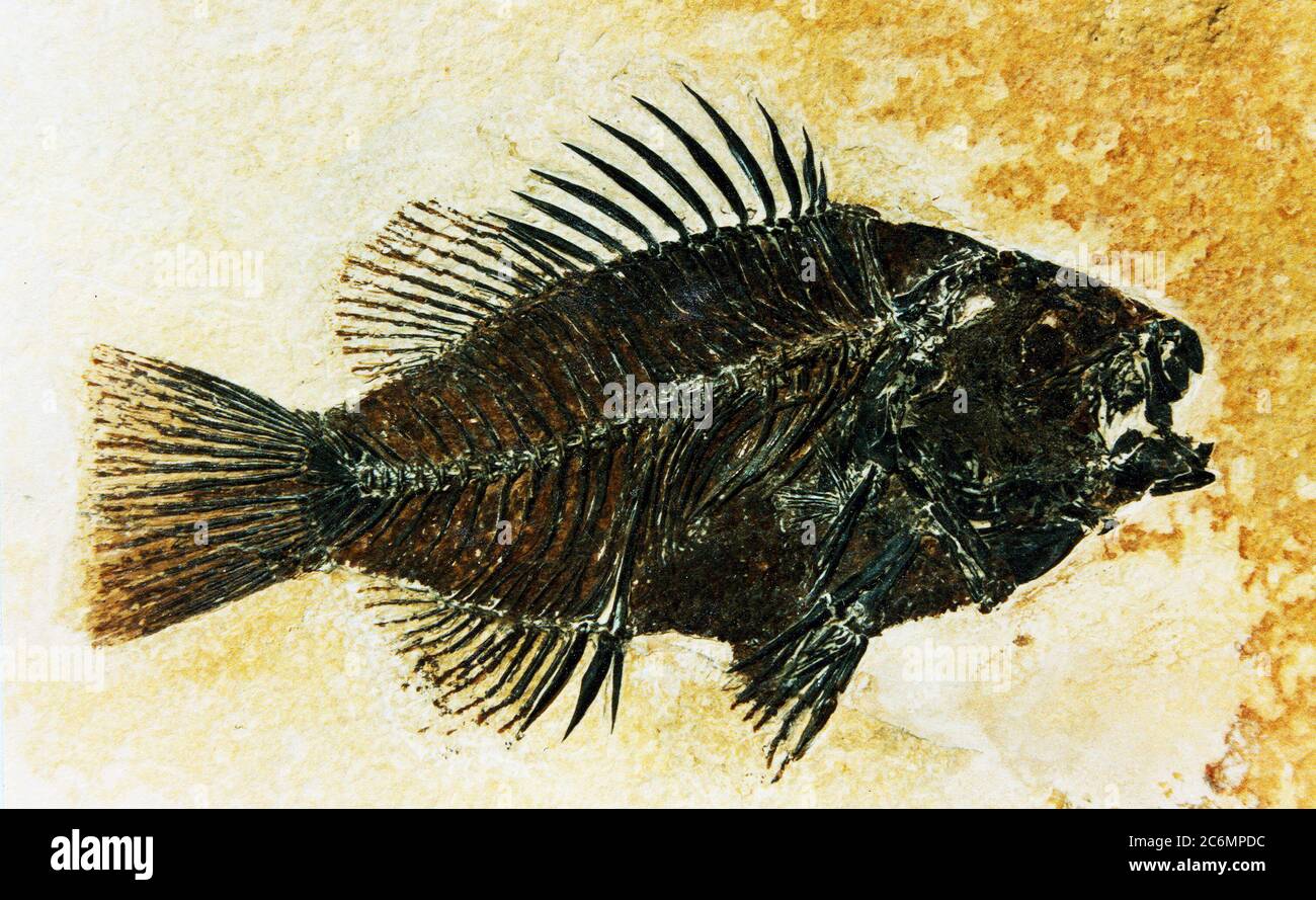 Un preparato Priscacara fossile, di un ritardo di inizio Eocene sunfish. Il campione è di circa il 80% della sua dimensione naturale. Esso è stato raccolto dal Green River formazione 9 miglia a ovest di Kemmerer, Wyoming nel 1984. Foto Stock