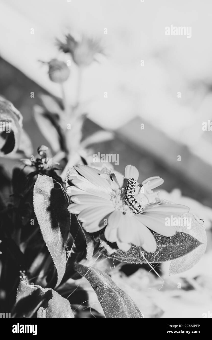 Arancio e nero bruco mangiare un arancio margherita fiore, Città del Capo, Sud Africa Foto Stock