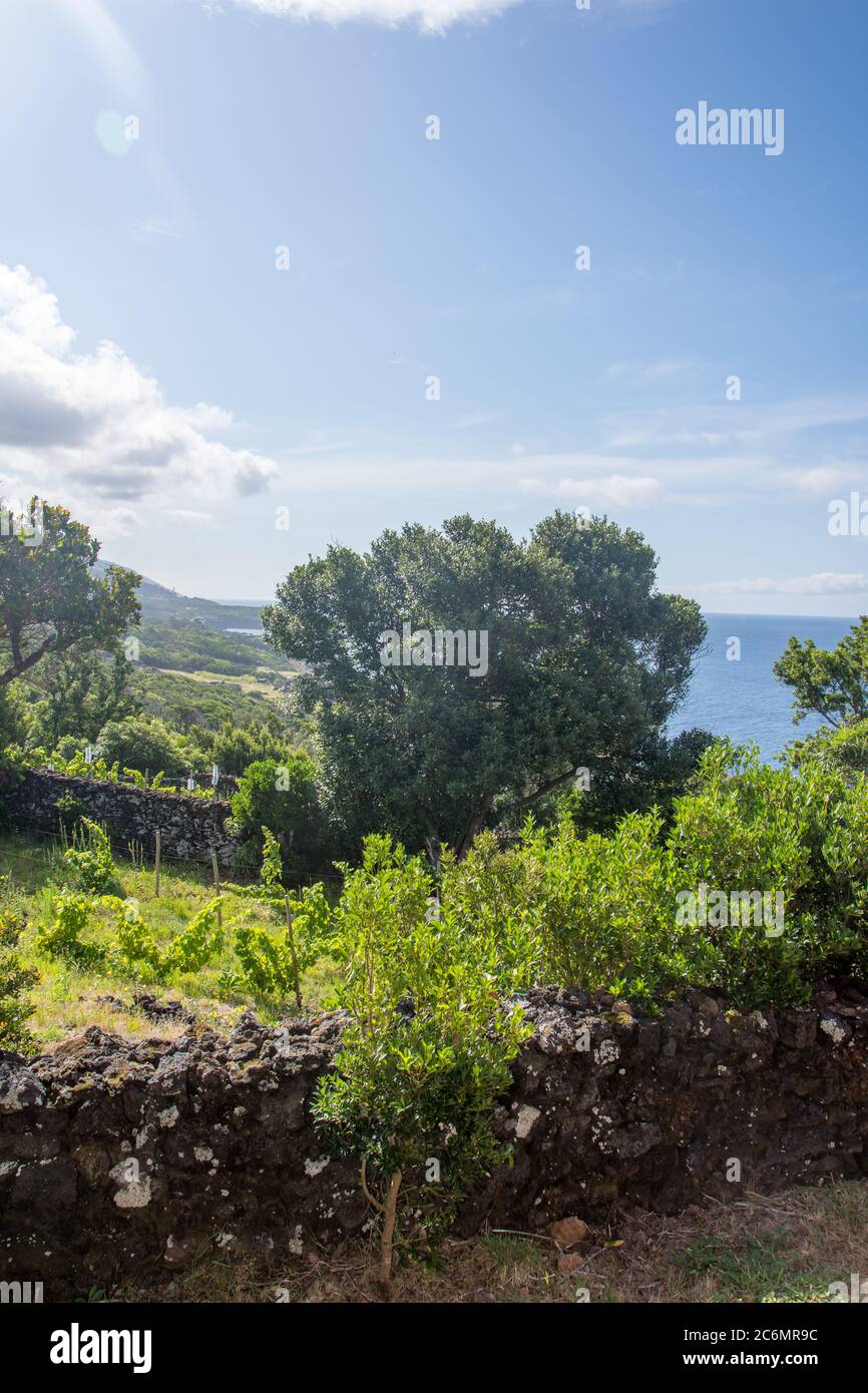 Passeggiata sull'arcipelago delle Azzorre. Scoperta dell'isola di sao jorge, Azzorre. Portogallo , Velas Foto Stock