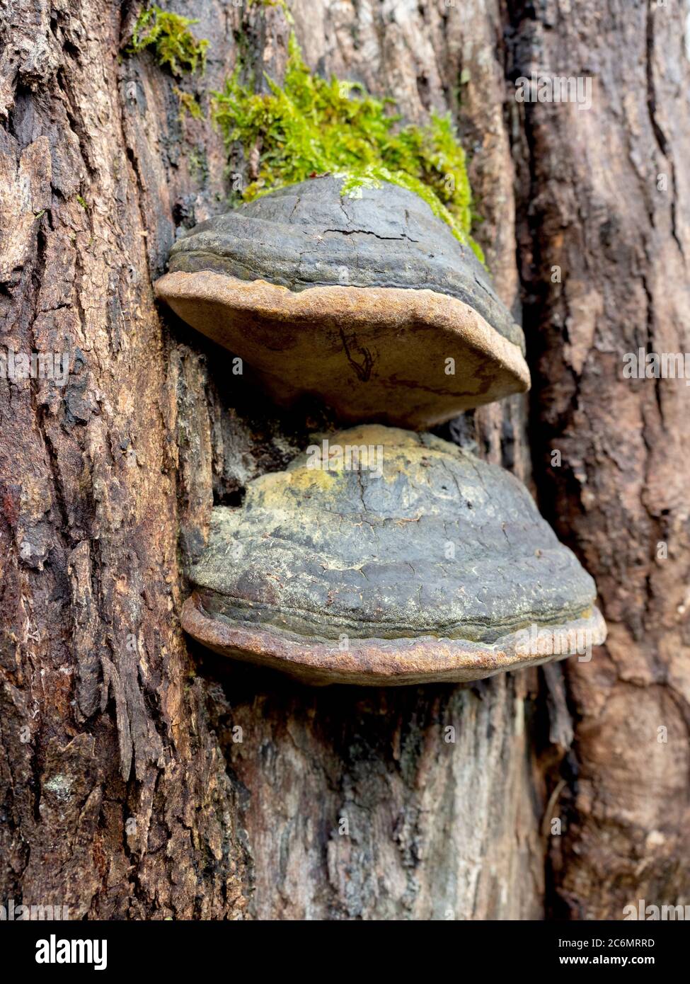 Shelf Fungus che cresce su un albero, Australia. Foto Stock