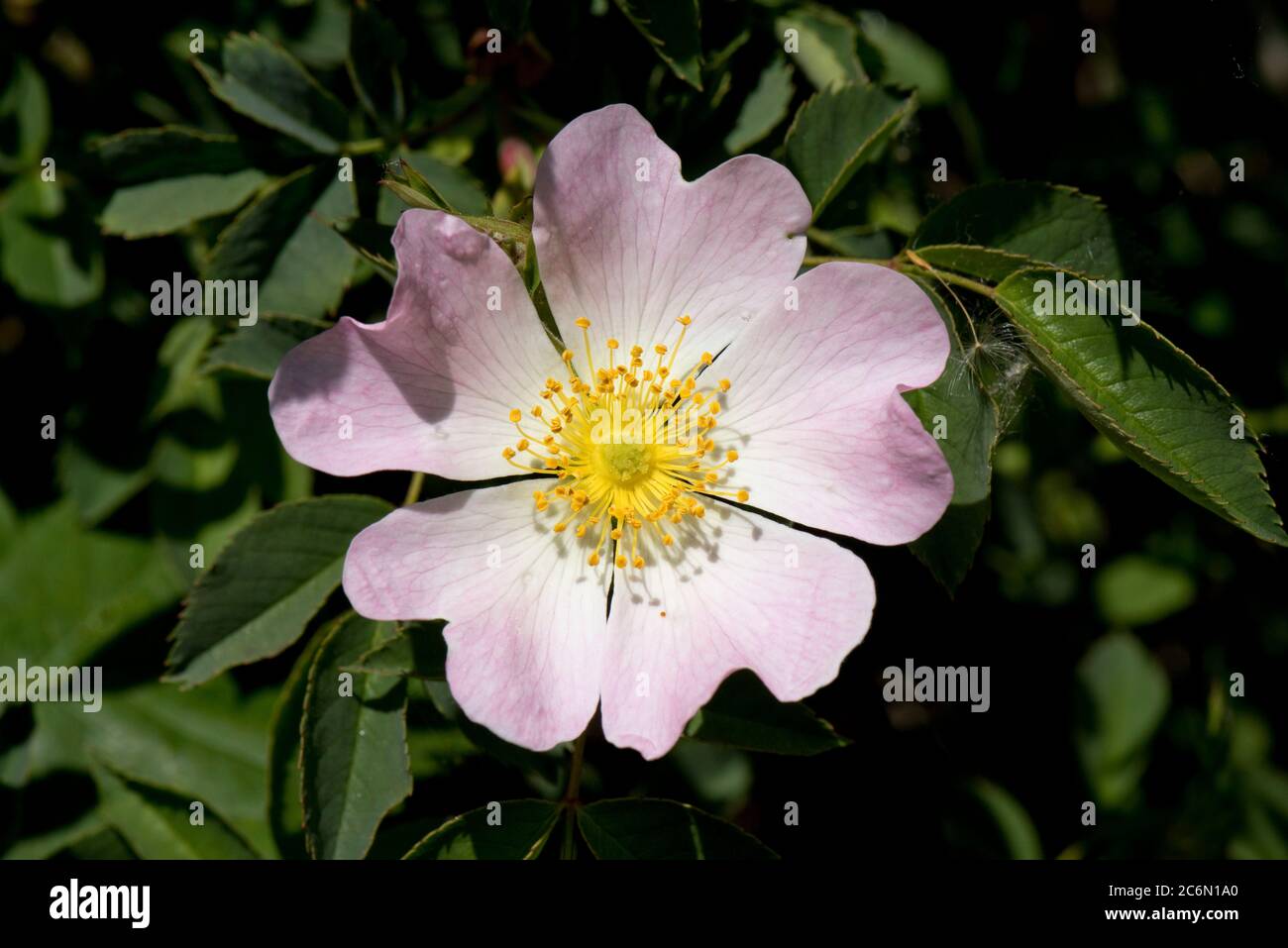 Un delicato fiore rosa di un cane rosa (Rosa canina) in una siepa su una sorgente luminosa con antere gialle, Berkshire, maggio Foto Stock