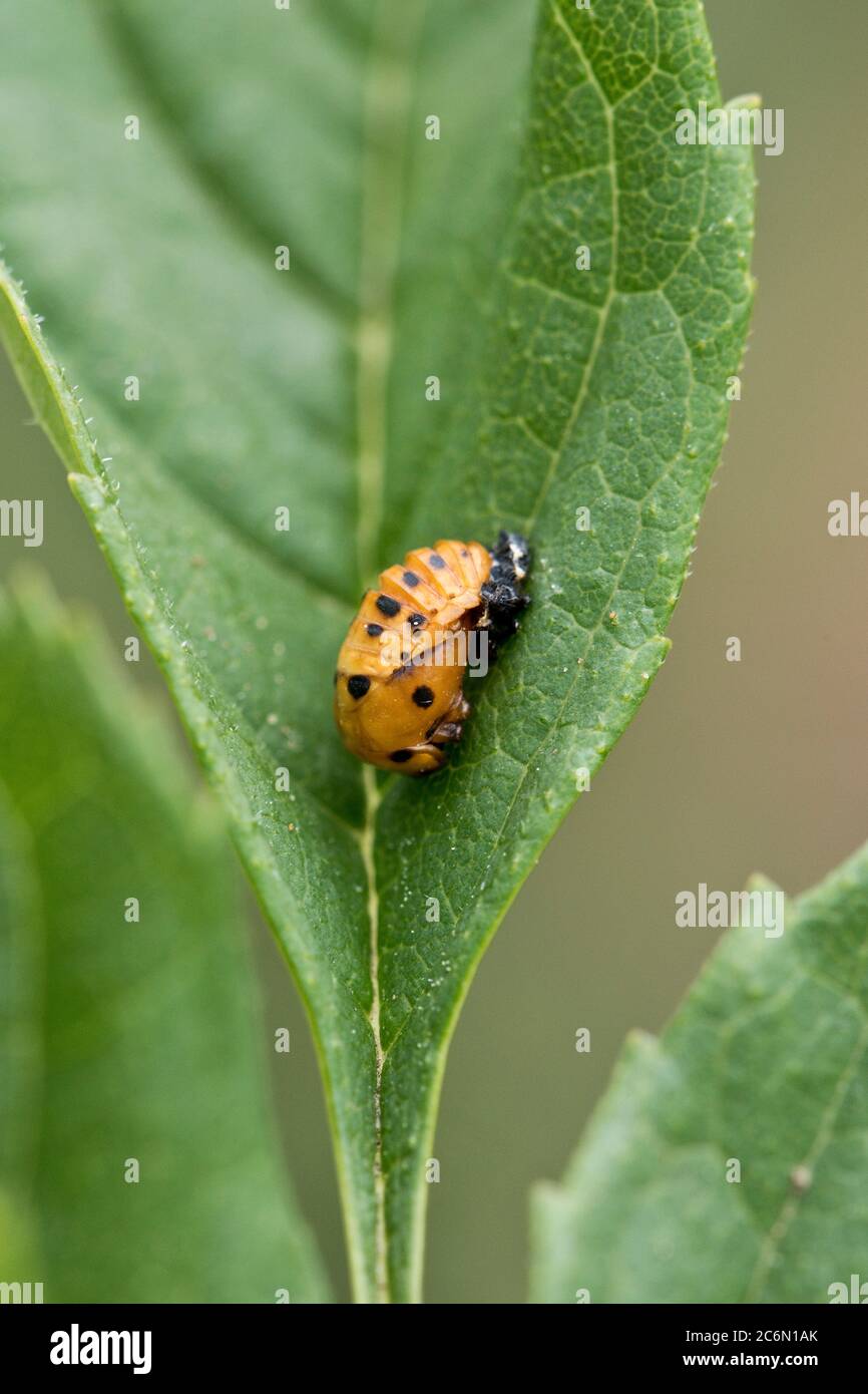 Pupa di un ladybird a sette punti (Coccinella settempunctata) su una foglia, giugno Foto Stock