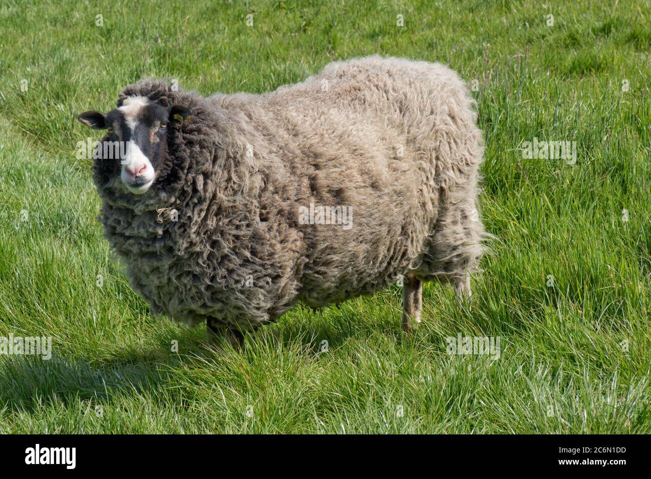 Una pecora di Shetland (maschio neutro) con il feltro pieno sull'erba in primavera prima di tosare, Berkshire, maggio Foto Stock