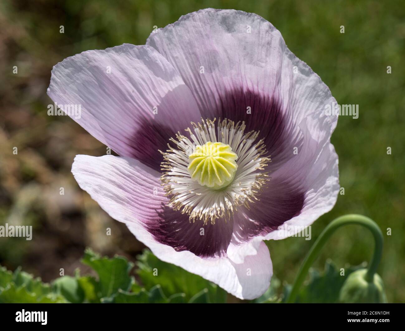 Fiore lilla viola pallido di un papavero di oppio (papaver somniferum) antere, filamenti e capsula di semi che si sviluppa all'interno di quattro petali, giugno Foto Stock