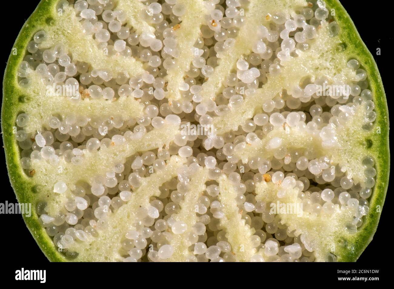 Sezione attraverso la capsula di seme non matura ma completamente formata di un papavero di oppio (papaaver somniferum) che mostra i suoi semi rotondi Foto Stock