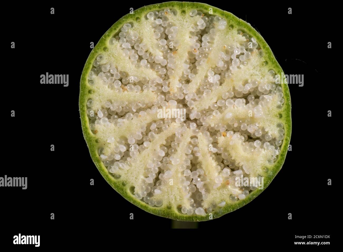 Sezione attraverso la capsula di seme non matura ma completamente formata di un papavero di oppio (papaaver somniferum) che mostra i suoi semi rotondi Foto Stock