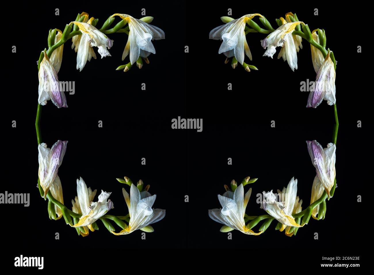 collage con fresia bianca sfrenata su sfondo nero, con spazio per il testo Foto Stock