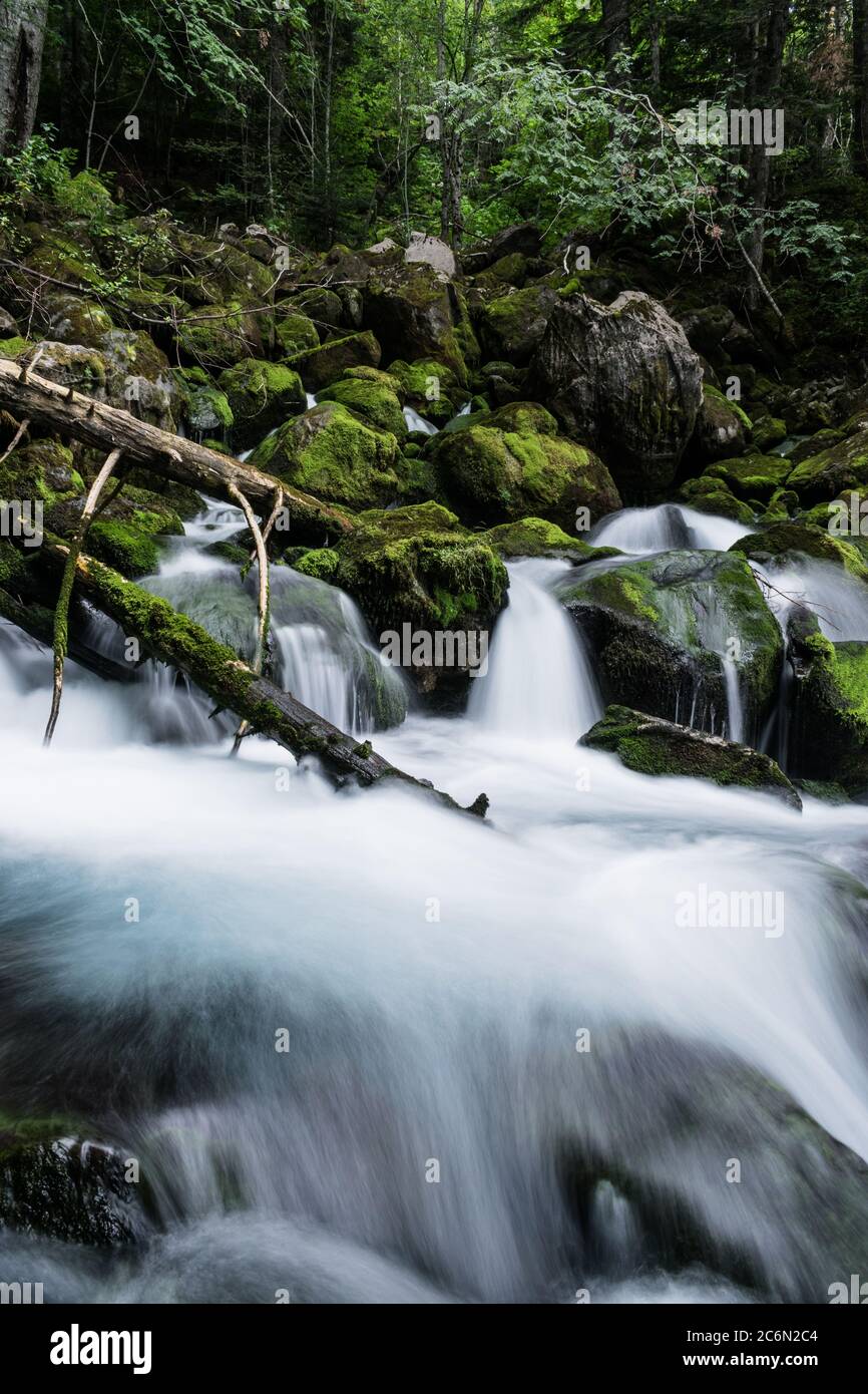 Meraviglioso fiume che scorre nel mezzo di una foresta verde. Foto Stock