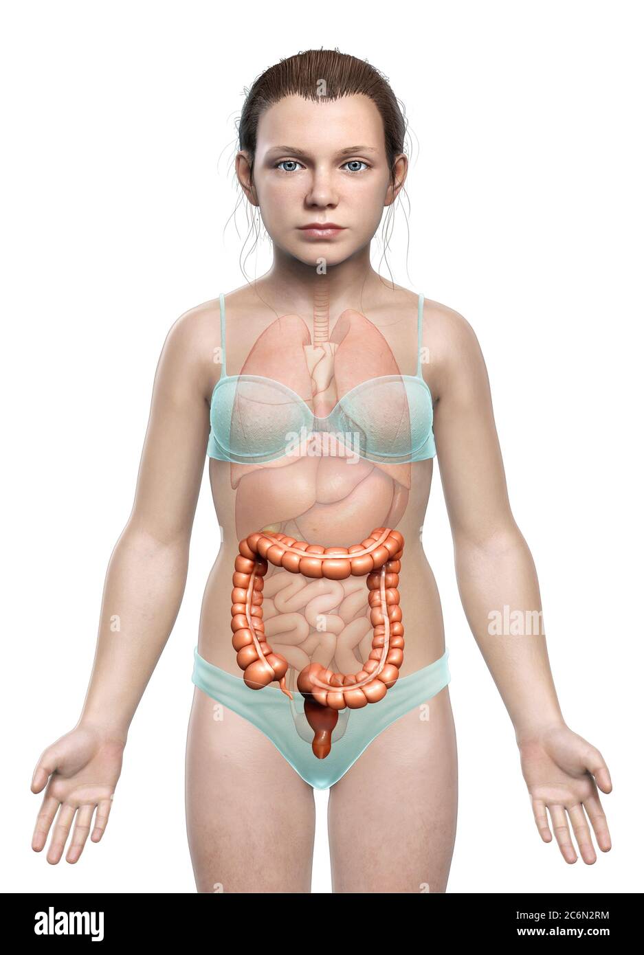 rappresentazione 3d, rappresentazione accurata dal punto di vista medico dell'anatomia dell'intestino crasso della ragazza Foto Stock