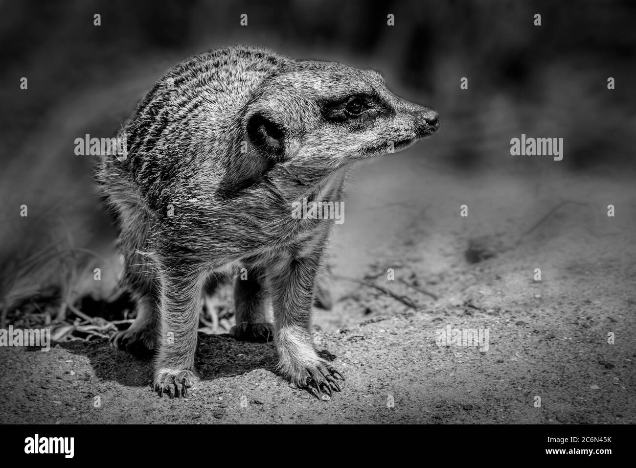 Allarme animali Meerkat e mantenimento guardia monocromatica immagine in bianco e nero Foto Stock