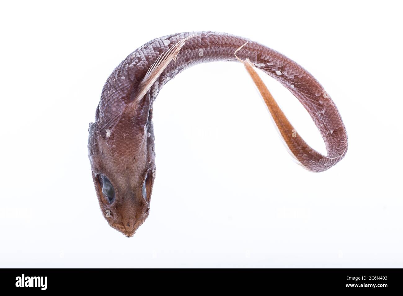 Nezumia longebarbata pescato in Marocco (Oceano Atlantico orientale) dalla collezione dell'Istituto Spagnolo di Oceanografia di Malaga, Spagna. Foto Stock