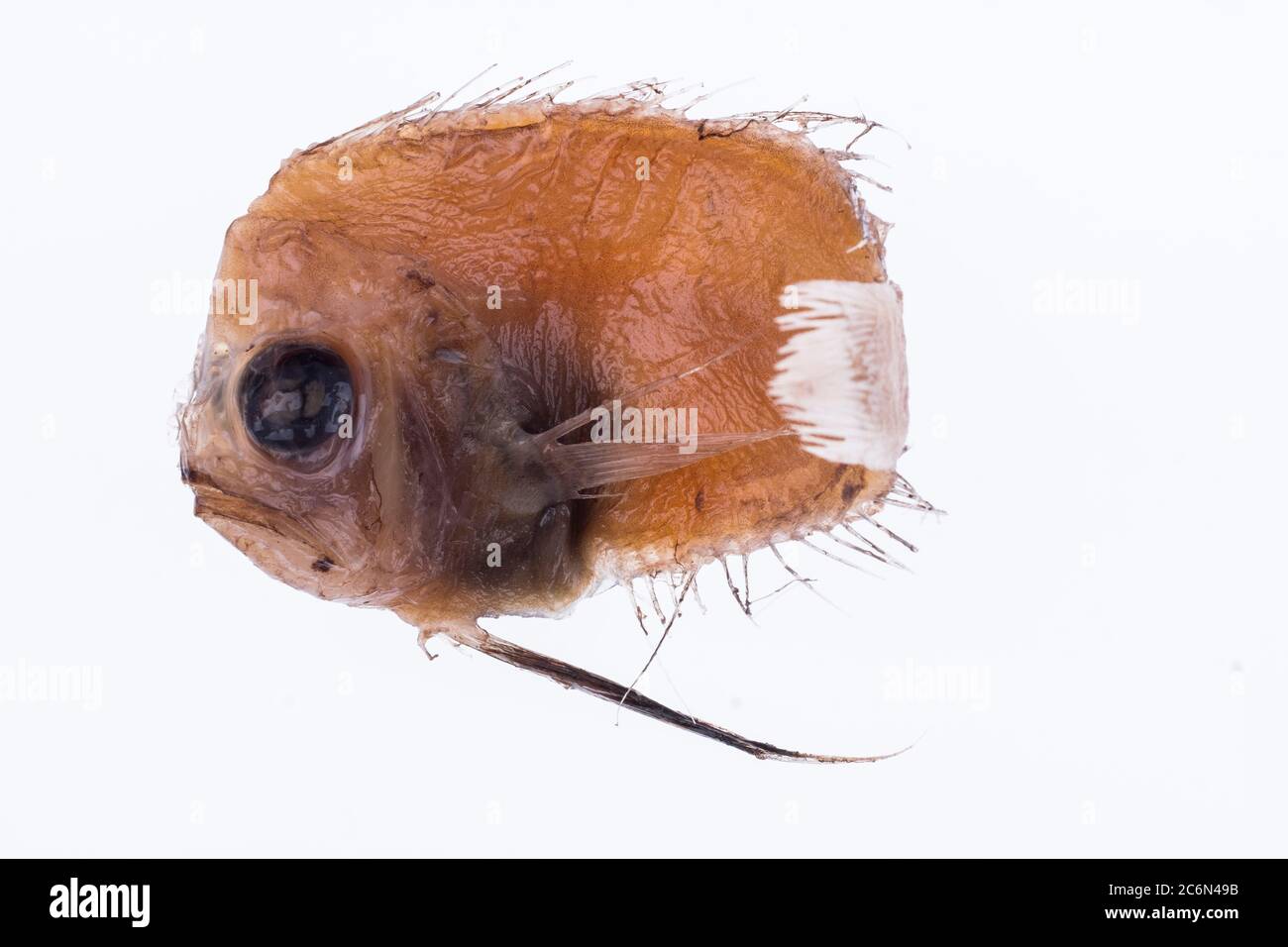 Platyberyx opalescens pescato in Marocco (Oceano Atlantico orientale) dalla collezione dell'Istituto spagnolo di Oceanografia di Malaga, Spagna. Foto Stock