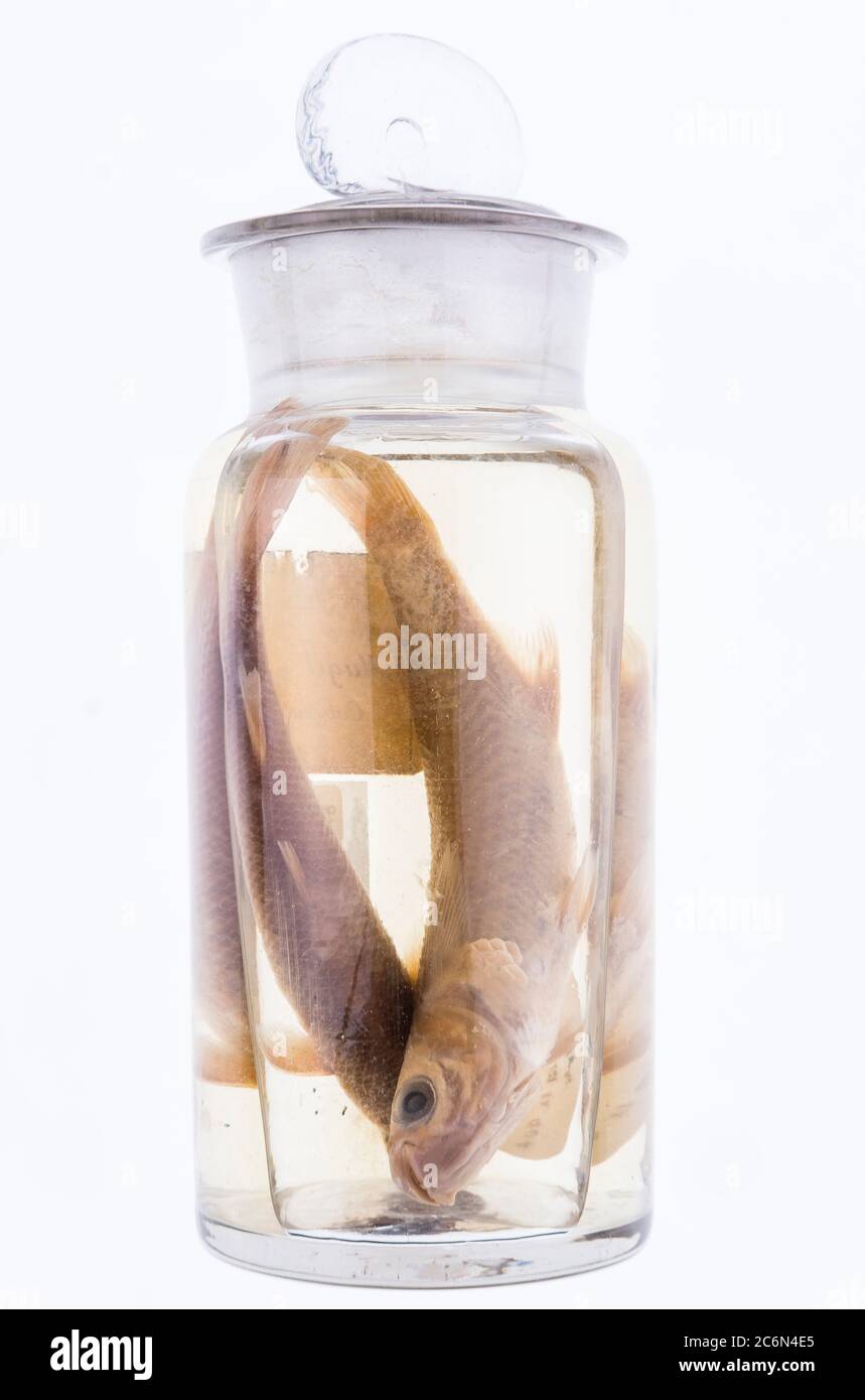 Mugilidae in un vaso riempito di formaldehide dalla collezione dell'Istituto Spagnolo di Oceanografia di Malaga, Spagna. Foto Stock