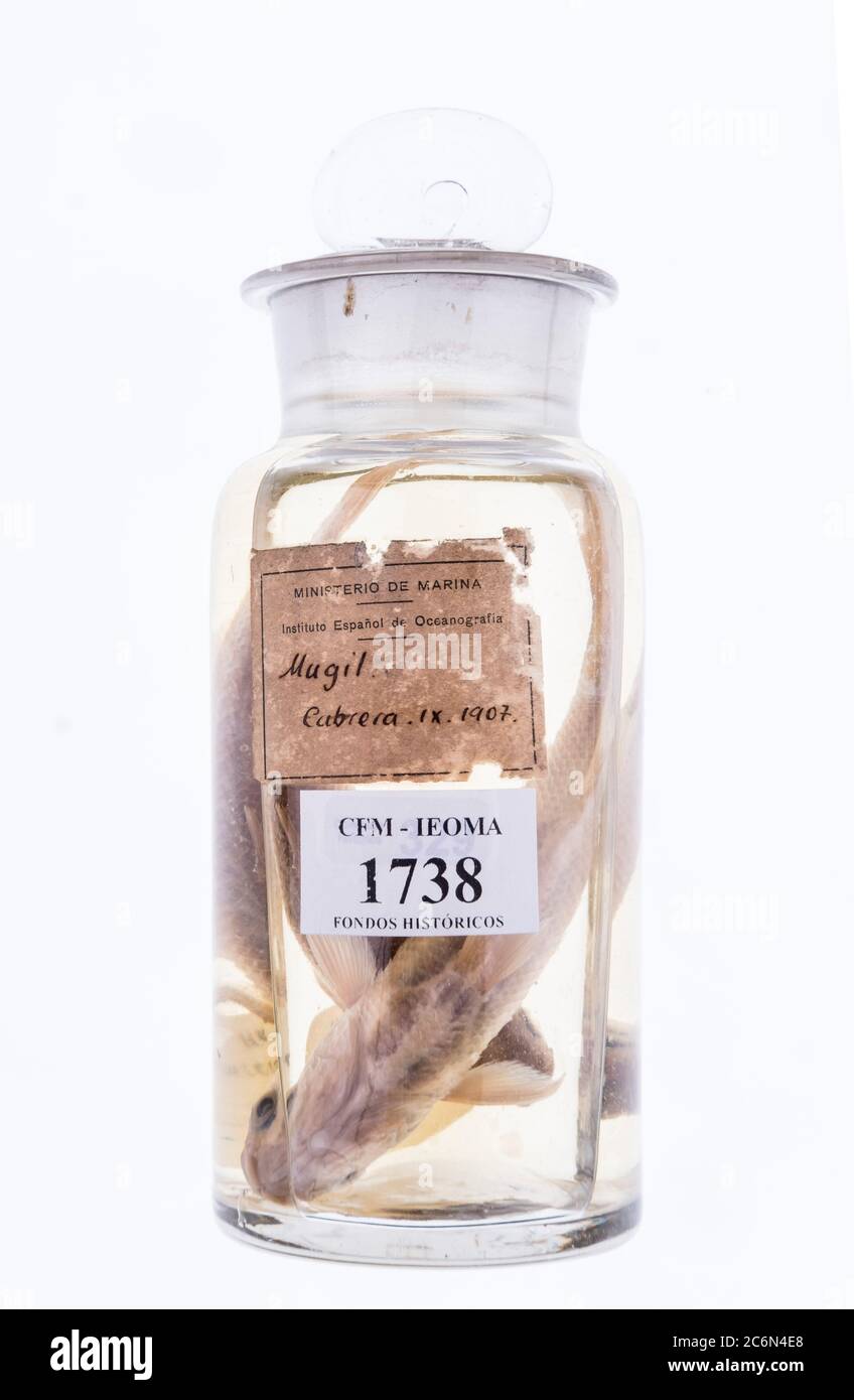 Mugilidae in un vaso riempito di formaldehide dalla collezione dell'Istituto Spagnolo di Oceanografia di Malaga, Spagna. Foto Stock