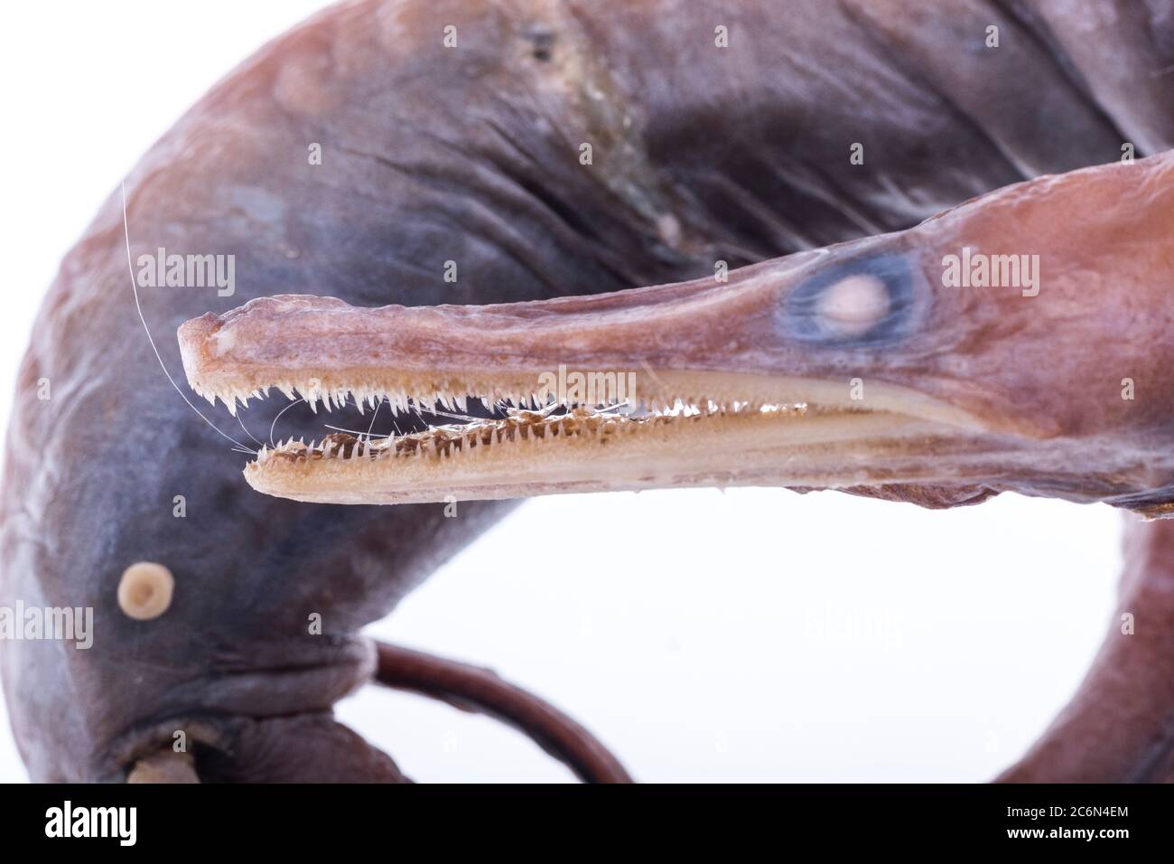 Hopunpennis punctata pescato in Marocco (Oceano Atlantico orientale) dalla collezione dell'Istituto Spagnolo di Oceanografia di Malaga, Spagna. Foto Stock