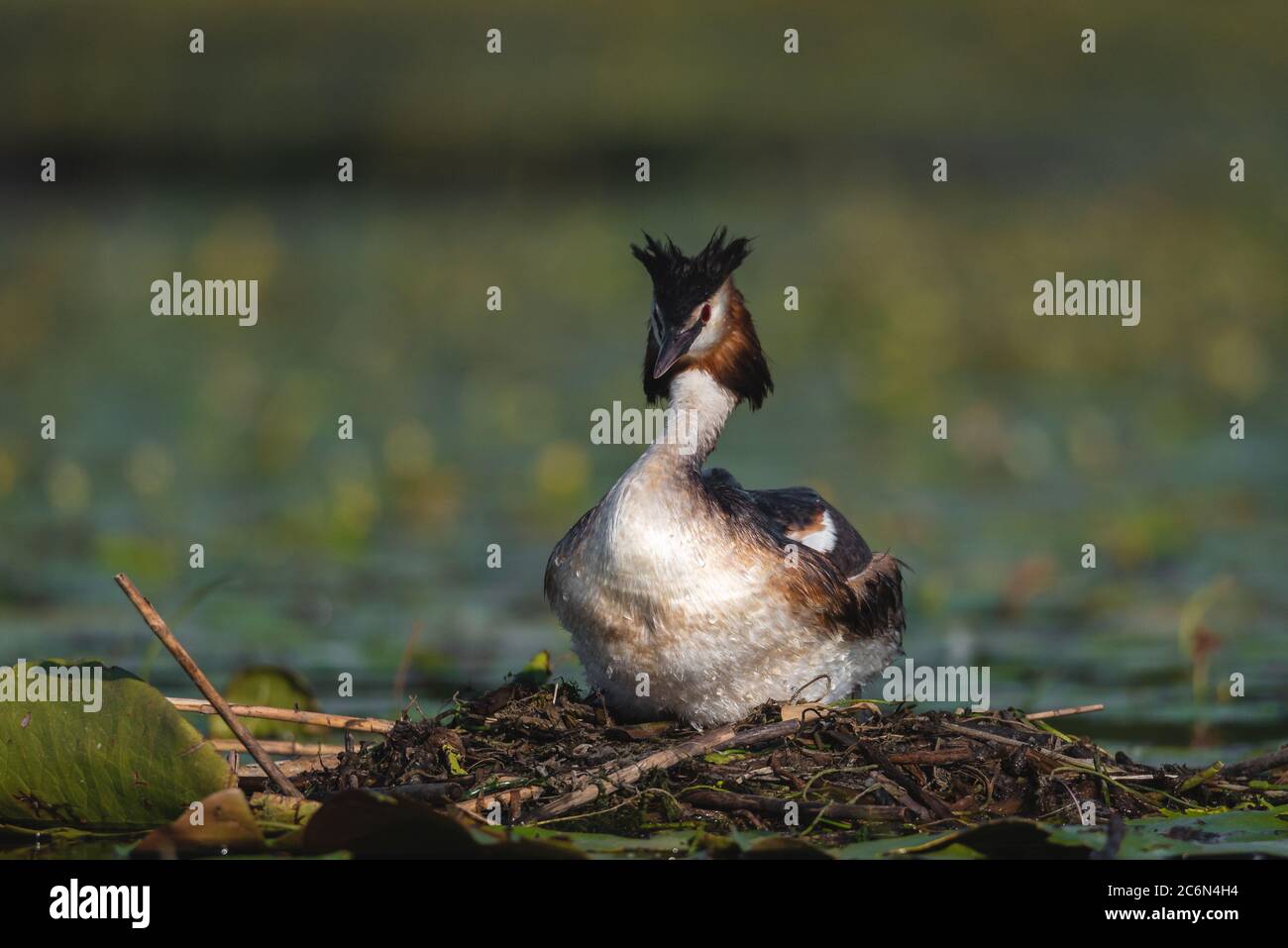 L'uccello grebe crestato depone le sue uova su un piccolo lago, Podiceps cristatus Foto Stock