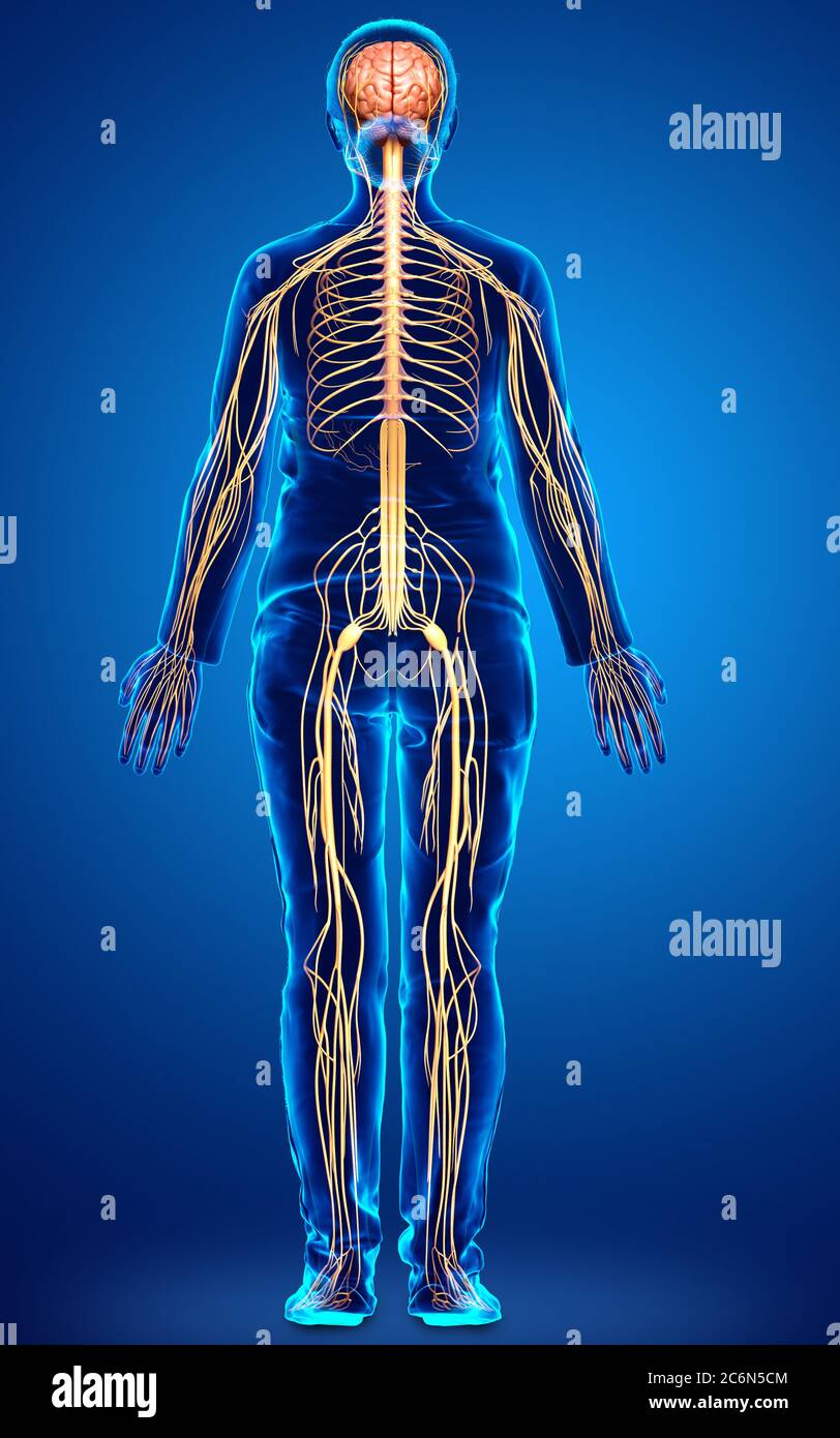 3d ha reso l'illustrazione medica accurata di un sistema nervoso femminile Foto Stock