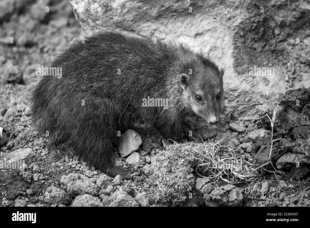 Cusimanse Mongoose (kusimanse Mongoose) aslo noto come il naso lungo kusimanse che si trova nella maggior parte dei paesi dell'Africa occidentale monocromatico nero e. Foto Stock