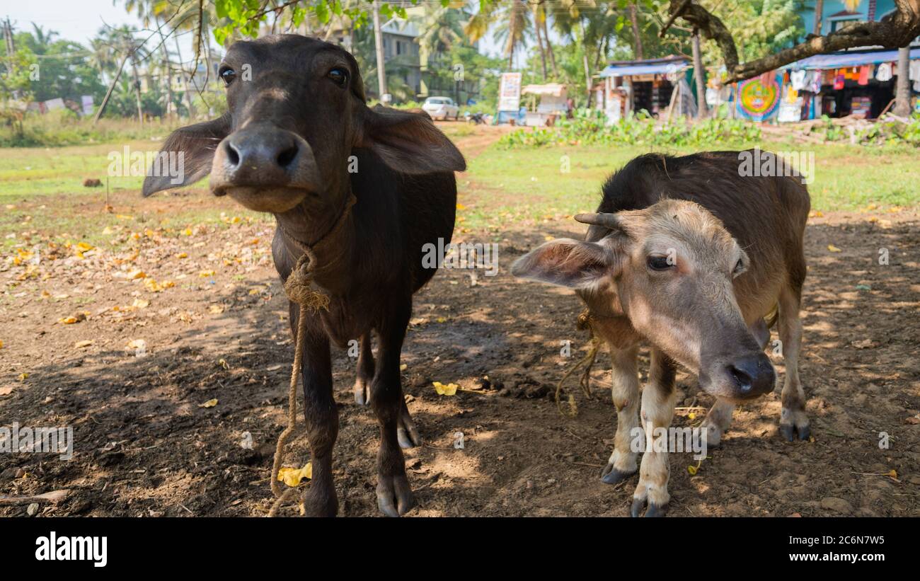 Le giovani mucche pascolano in un prato. Gli animali stanno agitando le orecchie per scongiurare mosche fastidiose. Foto Stock