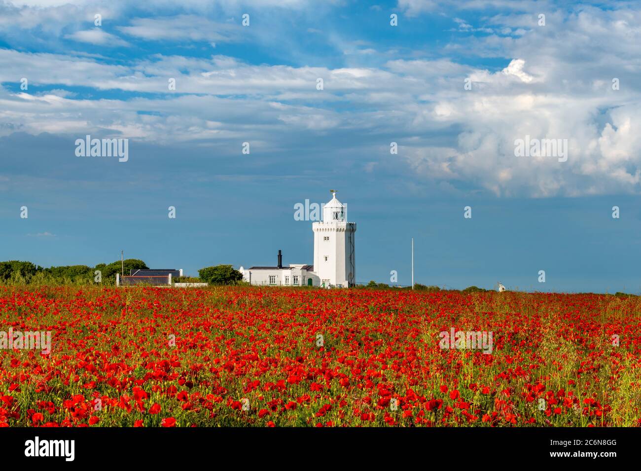 Papaveri rossi che crescono di fronte al faro della Foreland meridionale sulla costa del Kent nr dover. Foto Stock