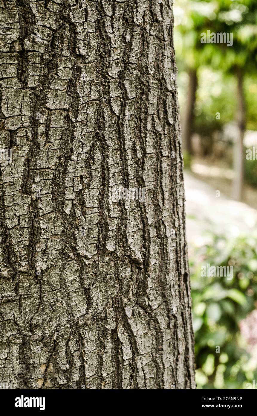 Una corteccia di un albero in un parco Foto Stock