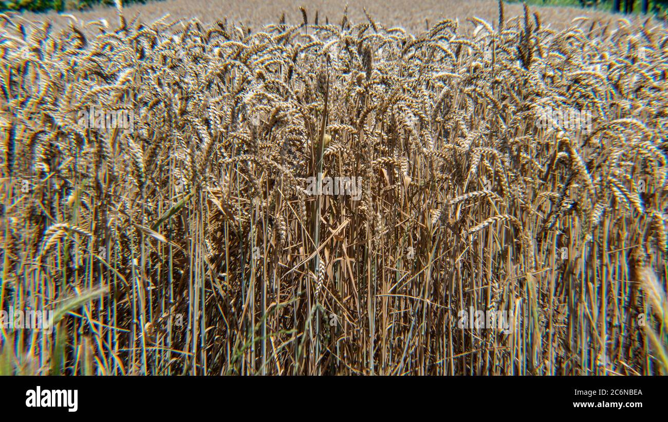 Grano maturo in campo, Triticum dicoccum Foto Stock