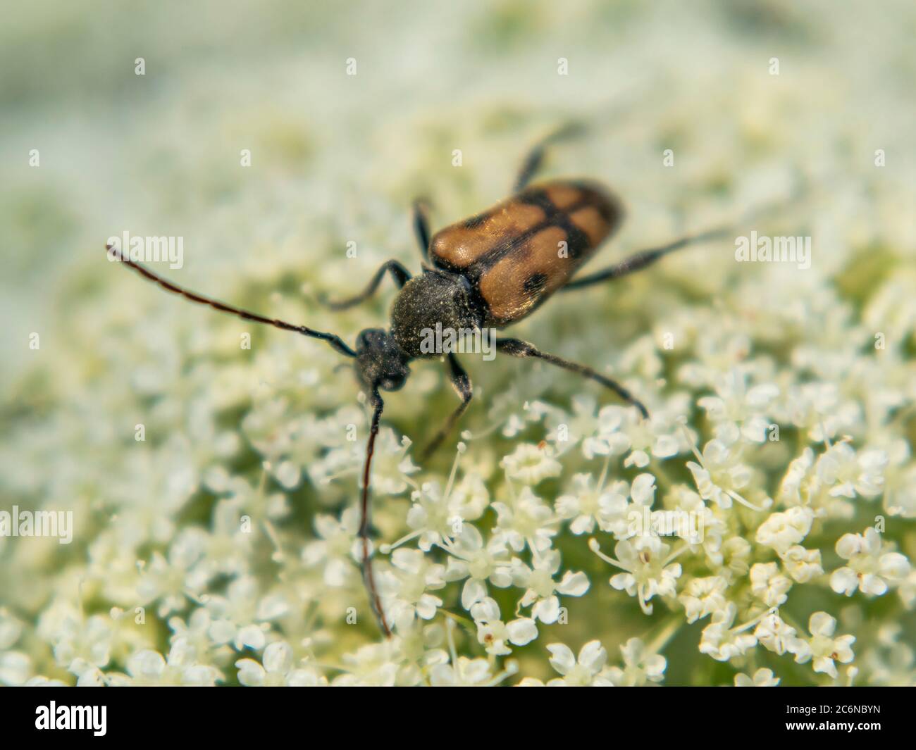 Marrone-nero Mylabris variabilis, vescica su fiore di carota, primo piano Foto Stock