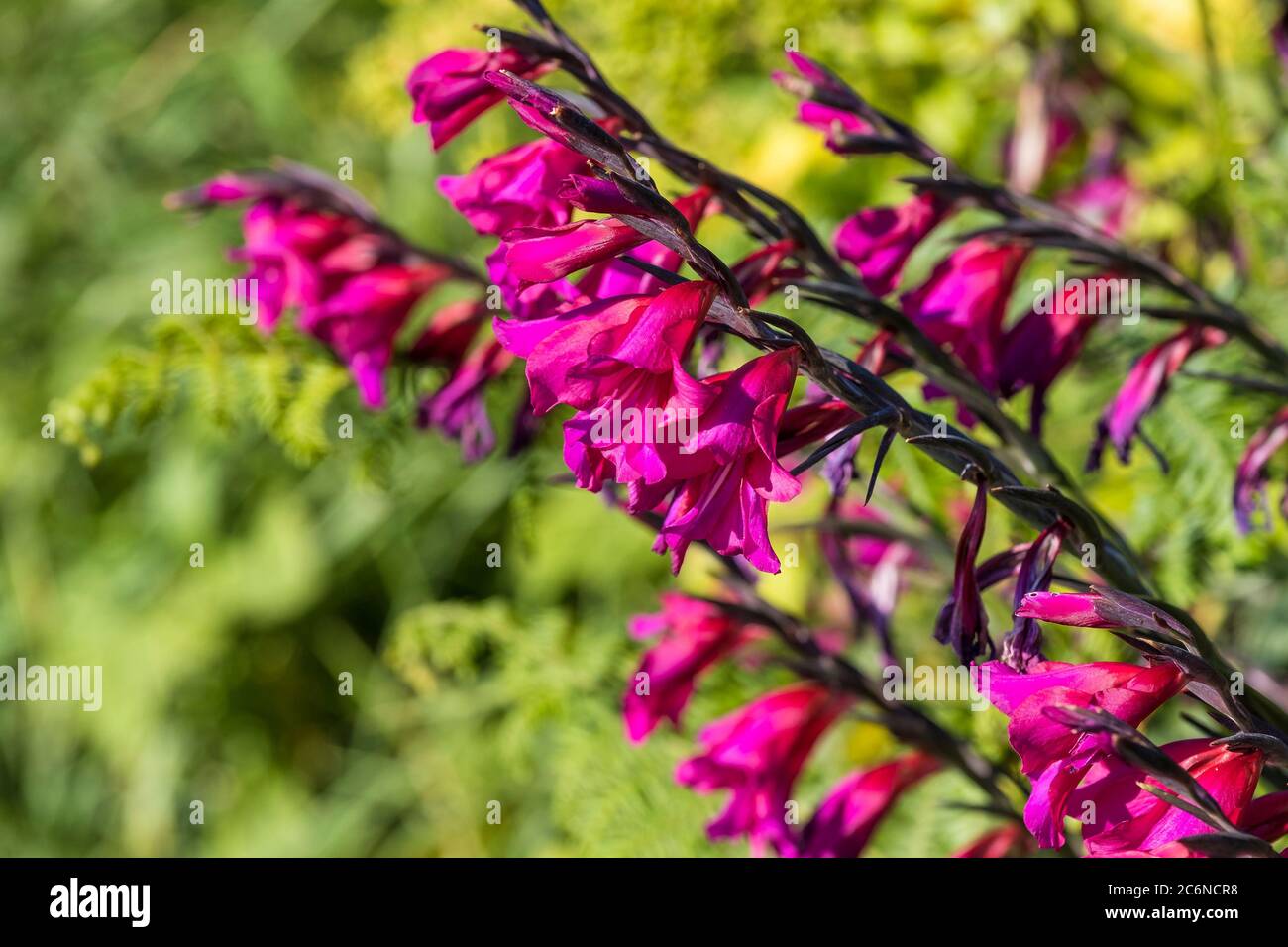 Gladiolo selvatico Gladiolo illyricus che cresce in una gerova. Foto Stock