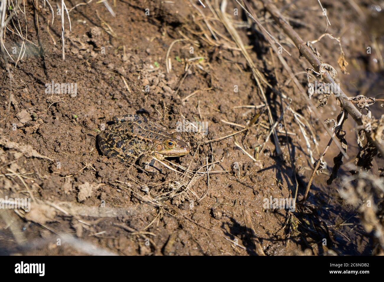 rana marrone mascherata su terreno marrone. Una rana riposante al sole su uno stagno Foto Stock