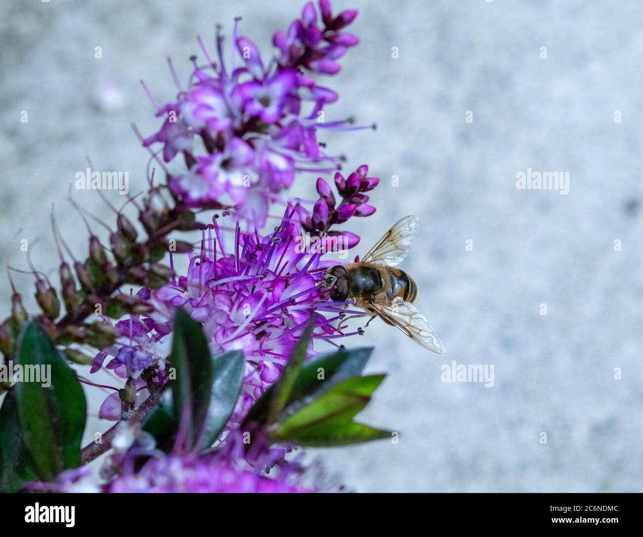 Maschio Eristalis tenax vola su hebe flower Foto Stock