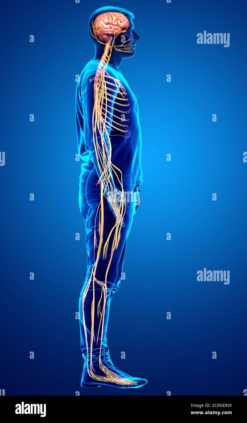 3d ha reso l'illustrazione medica accurata di un sistema nervoso maschile Foto Stock