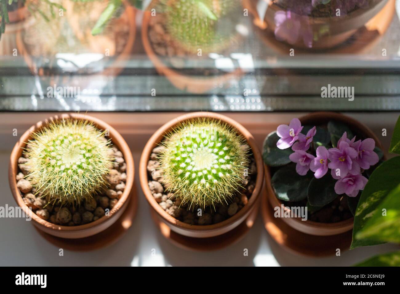 Vista dall'alto di piante domestiche - Cactus mammillaria, fioritura Saintpaulia mini in terracota creta pentola su davanzale a casa. Luce solare. Giardino interno Foto Stock