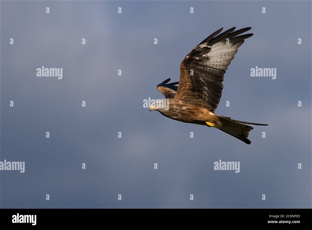Red Kite, Milvus milvus, in volo a Gitrin Farm, Galles, ottobre Foto Stock