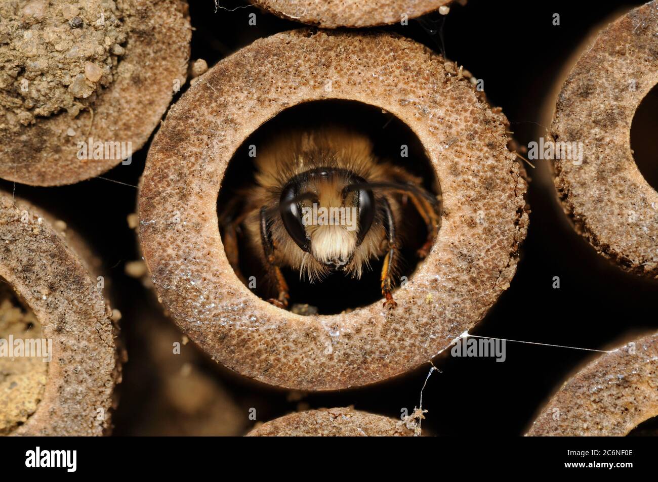 Red Mason Bee, Osmia rufa, all'ingresso della camera del nido, recentemente emerse, Spring, Norfolk, aprile Foto Stock