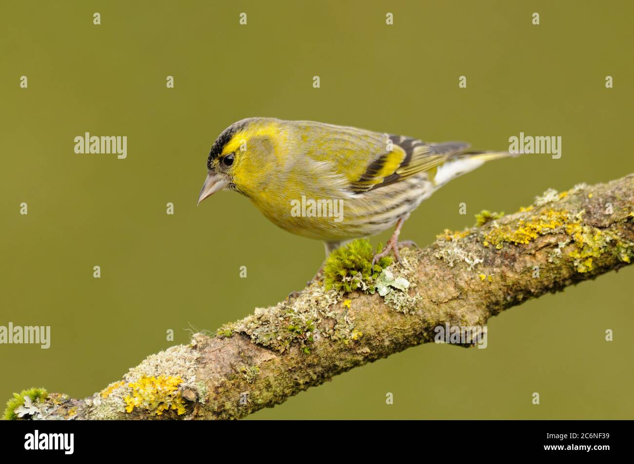 Siskin, Carduelis spinus, Eurasian Siskin, Norfolk, Regno Unito Foto Stock