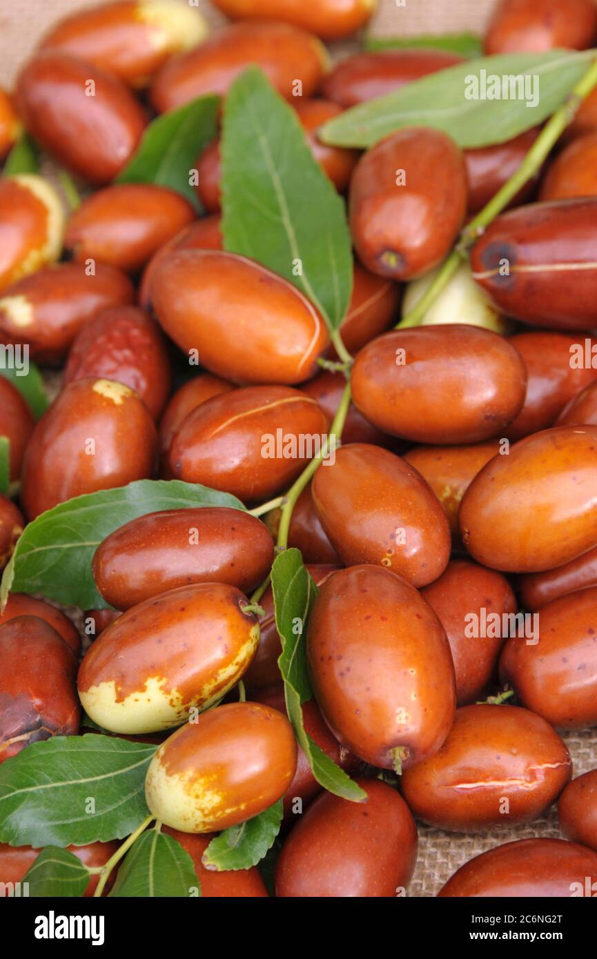 Chinesische Dattel Ziziphus jujuba Meimizao, data cinese Watkins jujbe Meimizao Foto Stock