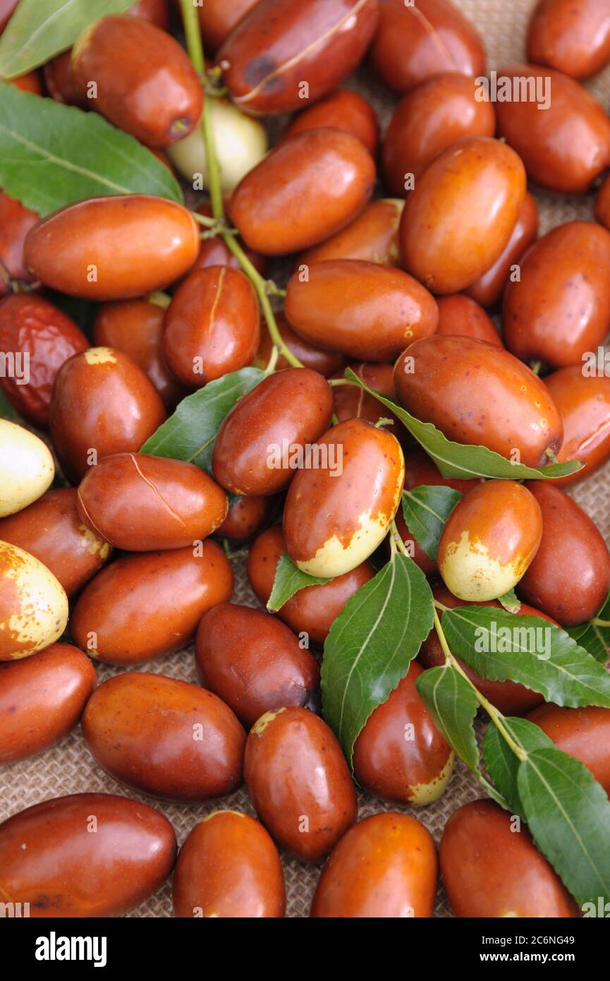 Chinesische Dattel Ziziphus jujuba Meimizao, data cinese Watkins jujbe Meimizao Foto Stock
