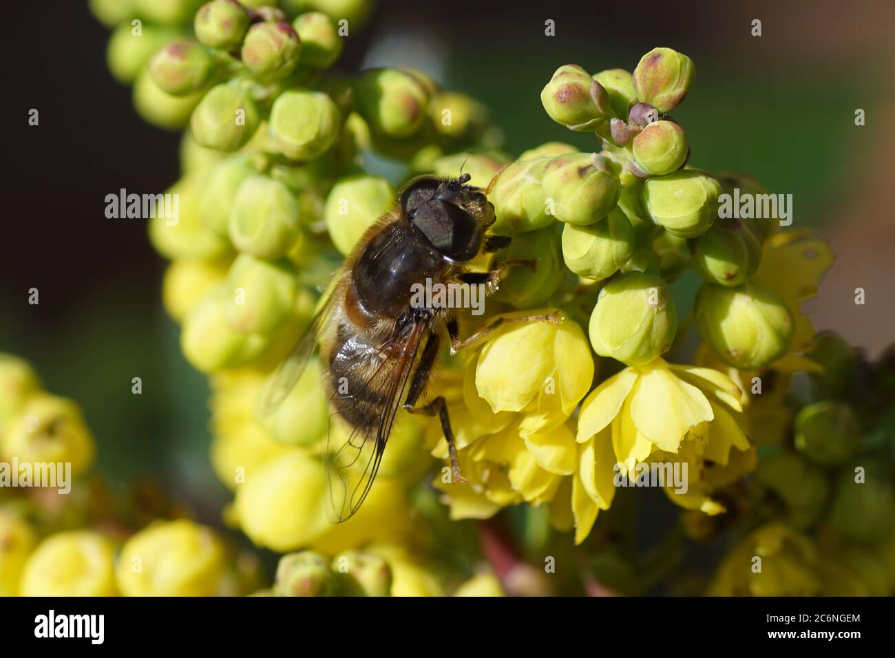 Volata maschile (Eristalis pertinax), famiglia Syrphidae su un'uva dell'oregon (Mahonia aquifolium), butterCup o famiglia dei barberry (Berberidaceae). Olanda Foto Stock