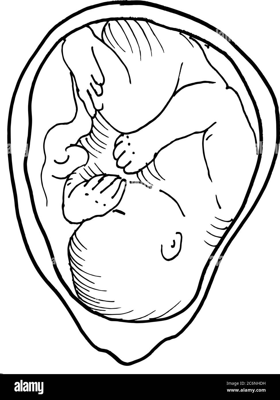 Contorno vettore disegno di contorno dell'embrione umano. Modello modificabile per la progettazione medica Illustrazione Vettoriale