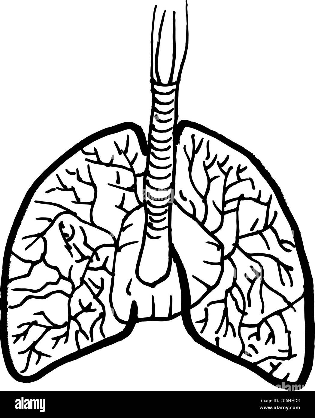 Contorno vettore disegno di contorno di organi polmoni umani. Modello modificabile per la progettazione medica Illustrazione Vettoriale