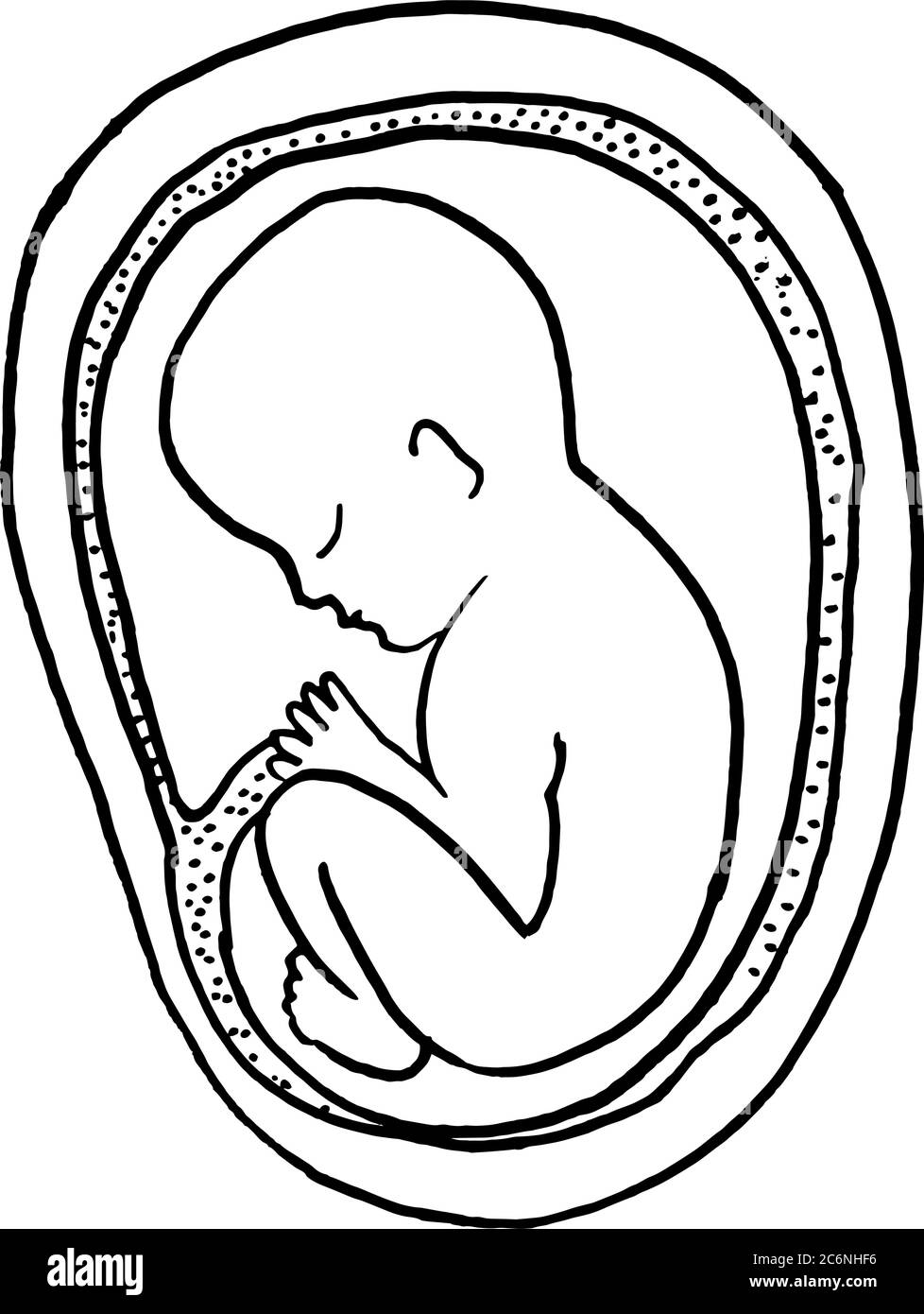 Contorno vettore disegno di contorno dell'embrione umano. Modello modificabile per la progettazione medica Illustrazione Vettoriale