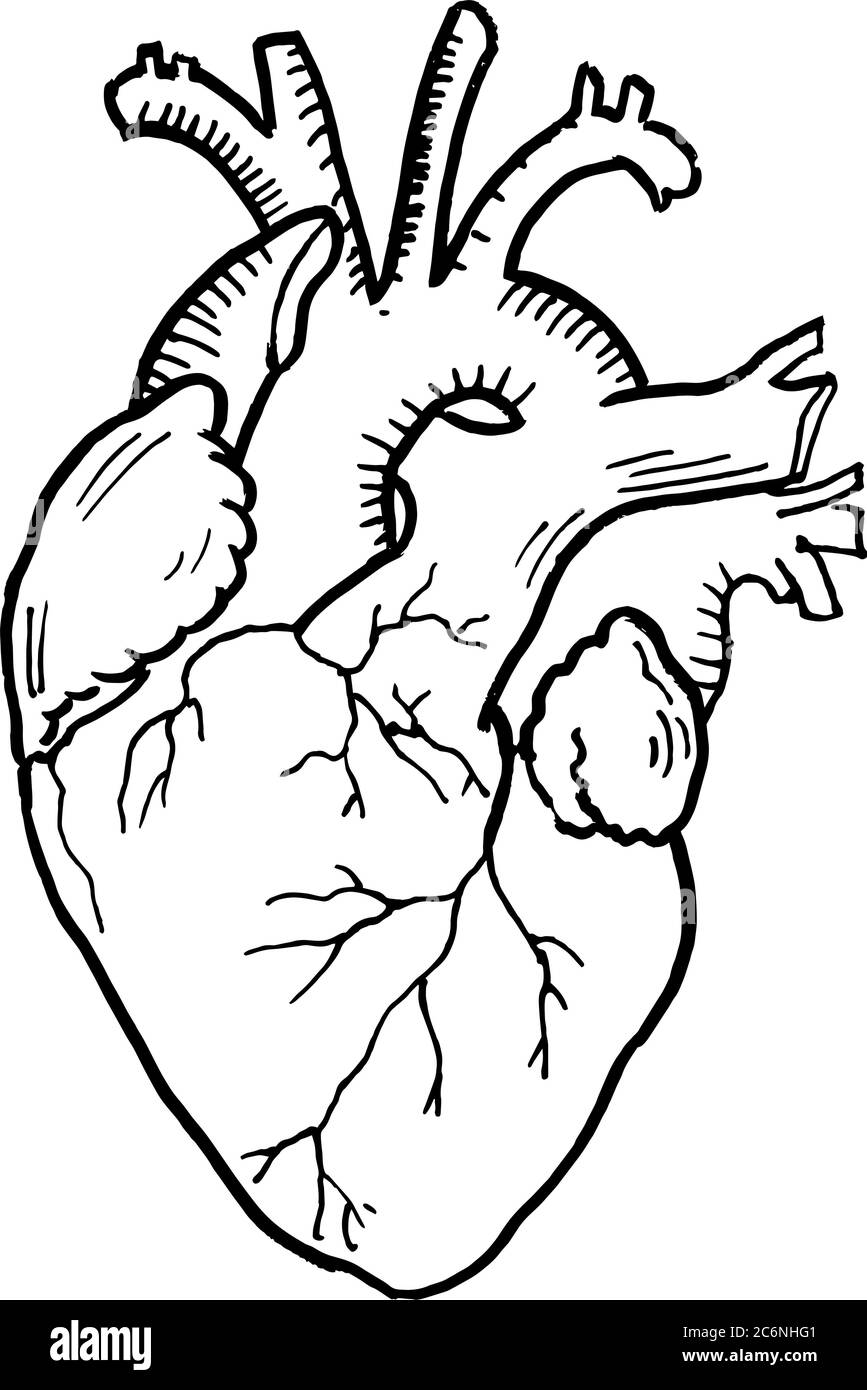 Contorno vettore disegno di contorno di organo cuore umano. Modello modificabile per la progettazione medica Illustrazione Vettoriale