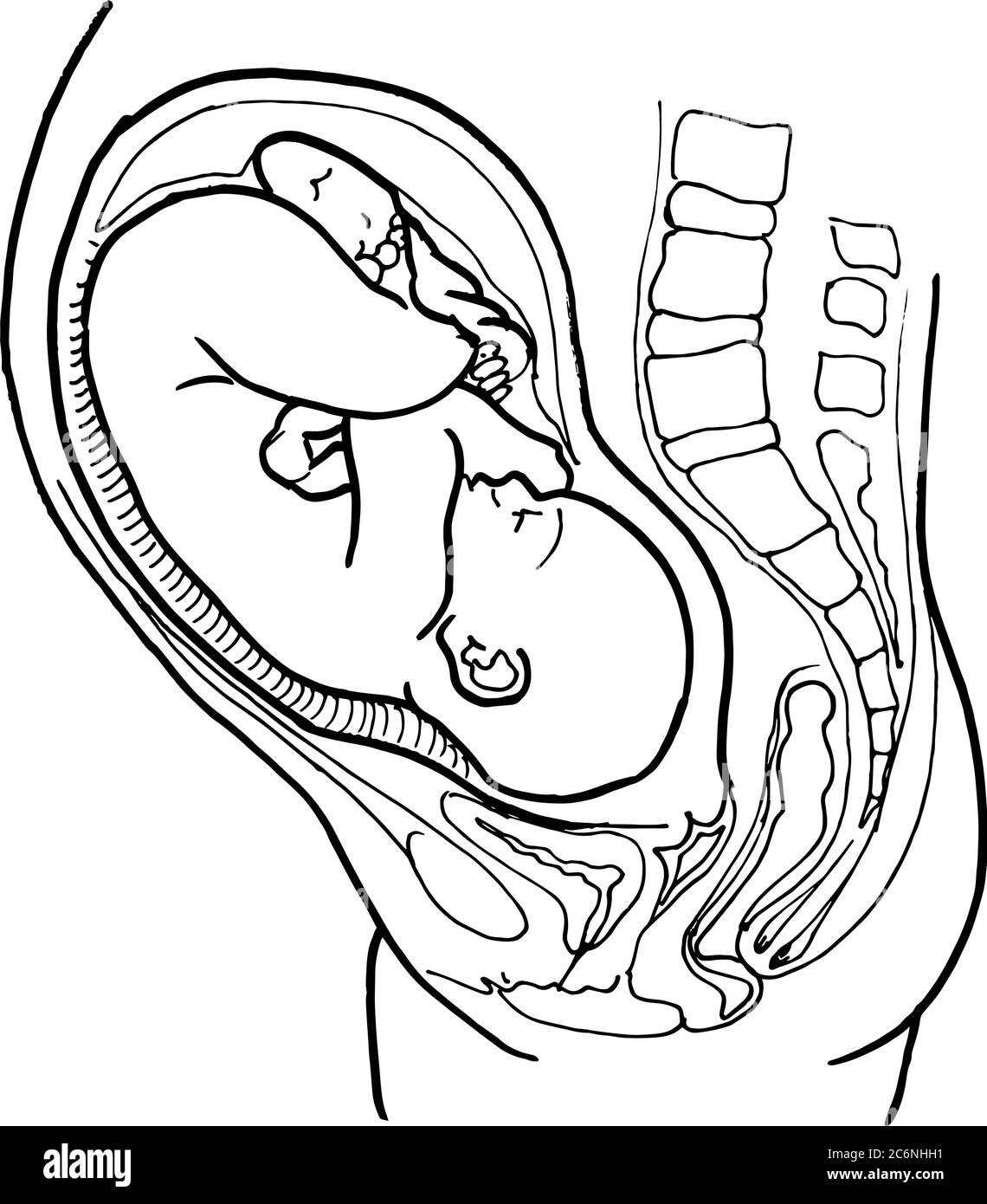 Contorno vettore disegno di contorno dell'embrione umano. Modello modificabile per la progettazione medica Illustrazione Vettoriale