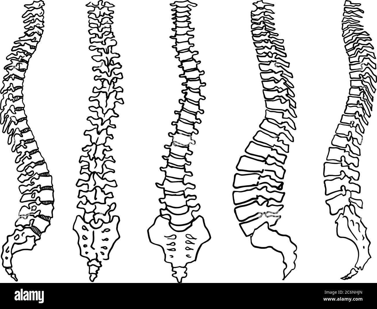 Contorno vettore disegno di contorno dello scheletro umano della colonna vertebrale. Modello modificabile per la progettazione medica Illustrazione Vettoriale