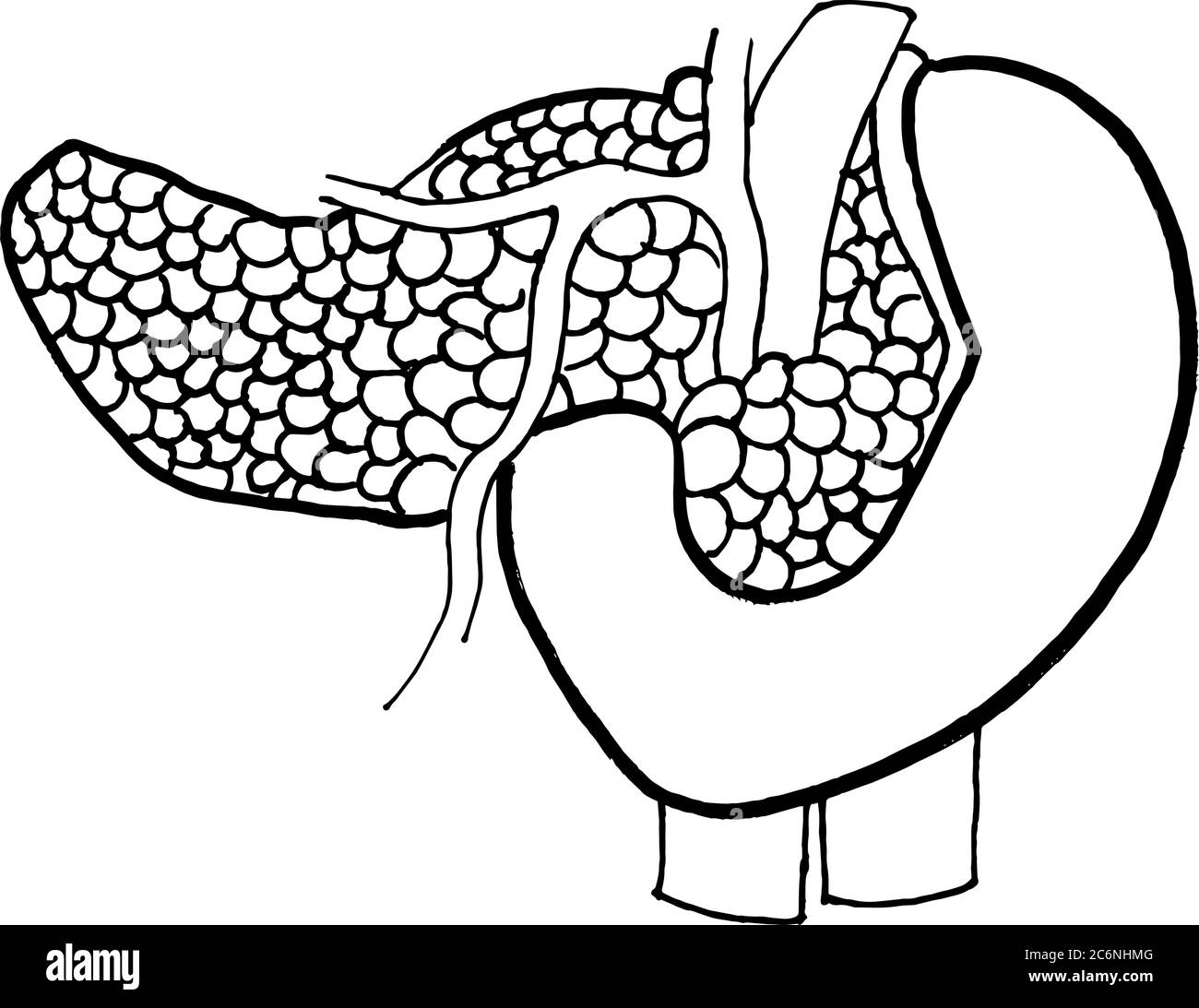 Contorno vettore disegno di contorno di organo pancreas umano. Modello modificabile per la progettazione medica Illustrazione Vettoriale