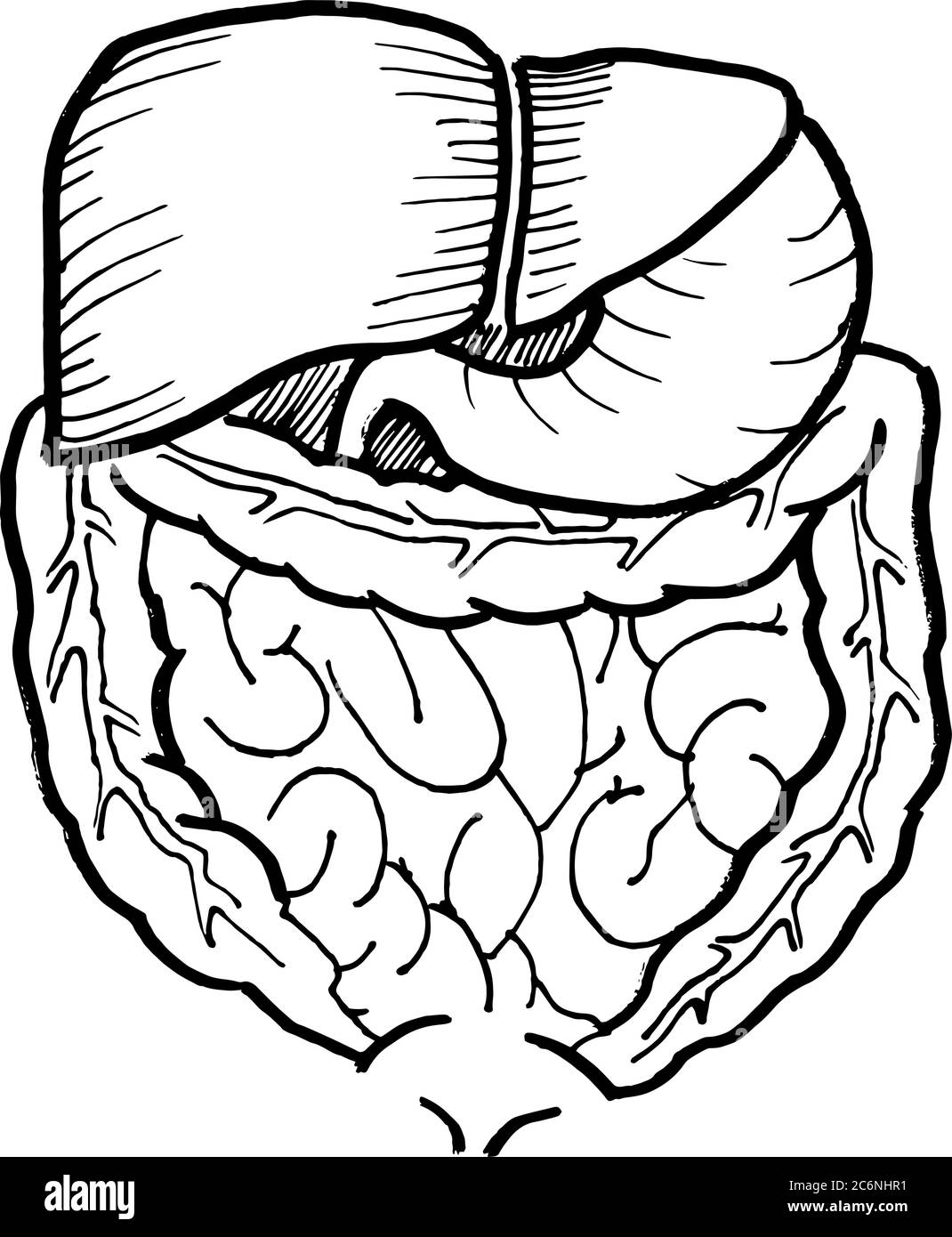 Contorno vettore disegno di contorno di intestino umano e organo del fegato. Modello modificabile per la progettazione medica Illustrazione Vettoriale