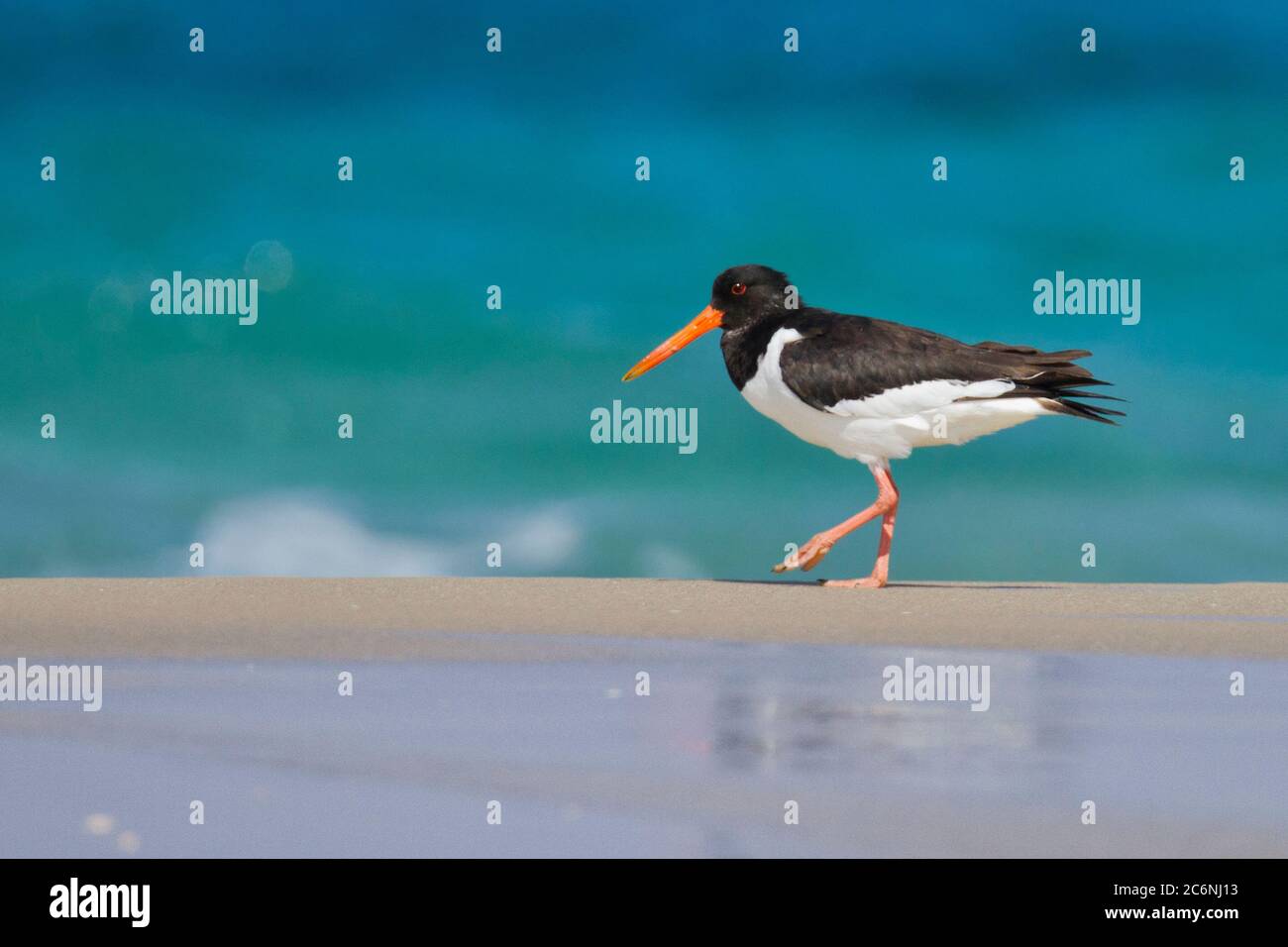 Eurasian oystercatcher (Haematopus ostralegus) Foto Stock