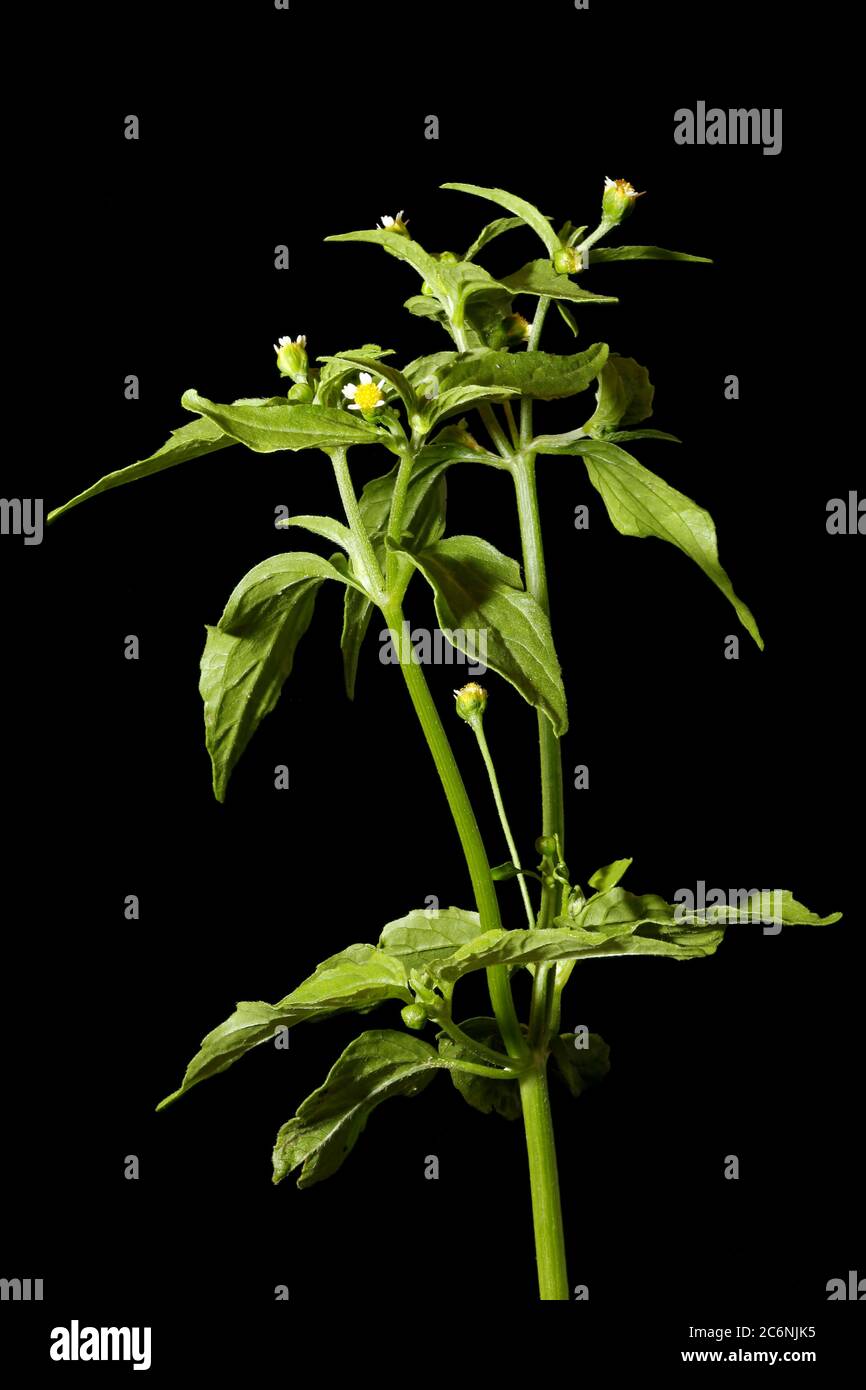 Gallante soldato (Galinsoga parviflora). Abitudine Foto Stock
