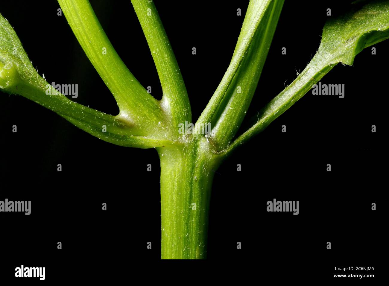 Gallante soldato (Galinsoga parviflora). Chiusura stelo Foto Stock