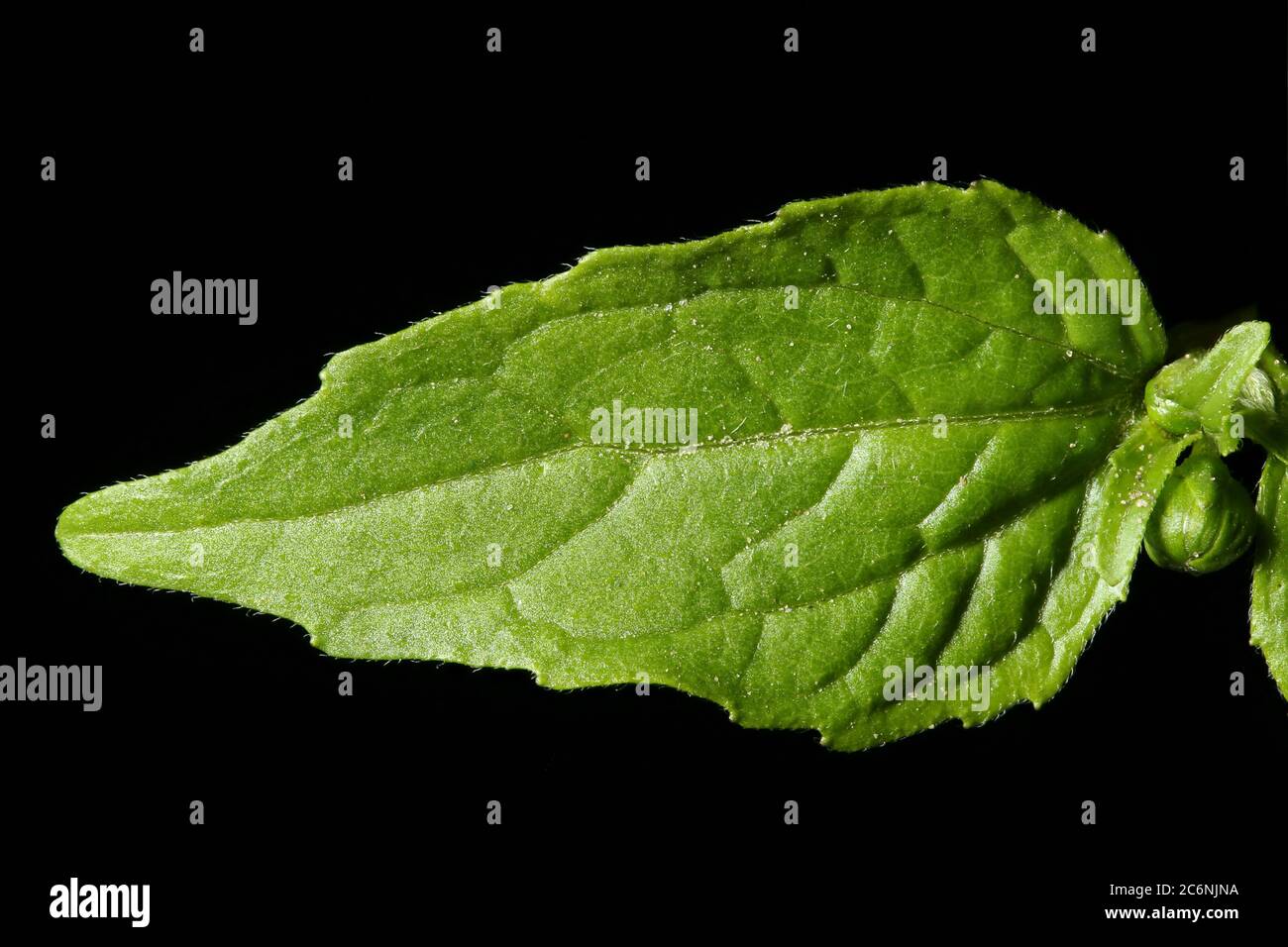 Gallante soldato (Galinsoga parviflora). Chiusura delle foglie Foto Stock
